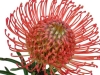 Leucospermum Succession