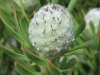 Leucadendron Jade Pearl