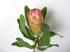 Protea Susara