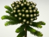 Brunia Albiflora