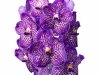 Sunanda Exotic Purple