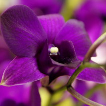 Dendrobium