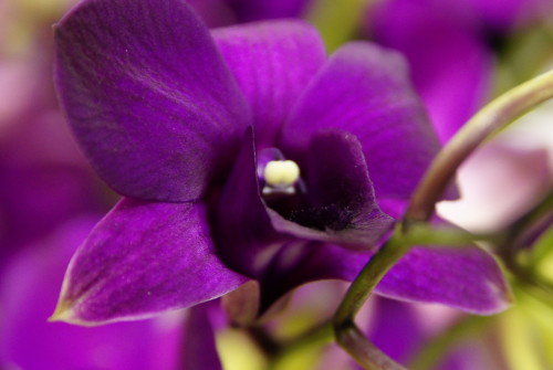 Dendrobium