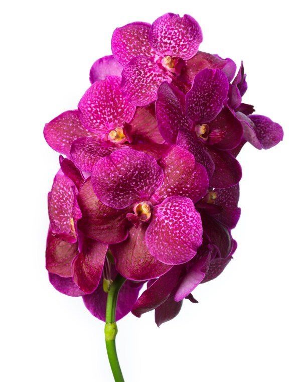 Vanda Orchids