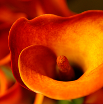 Zantedeschia