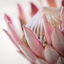 Protea