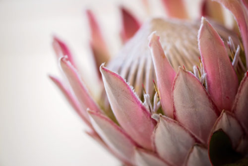 Protea