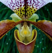 Paphiopedilum