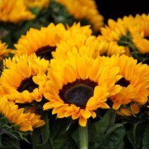 Helianthus Sunrich Orange