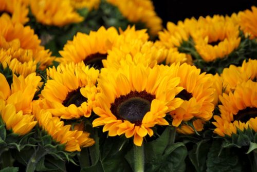 Helianthus Sunrich Orange