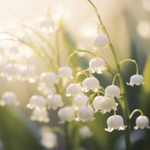Convallaria